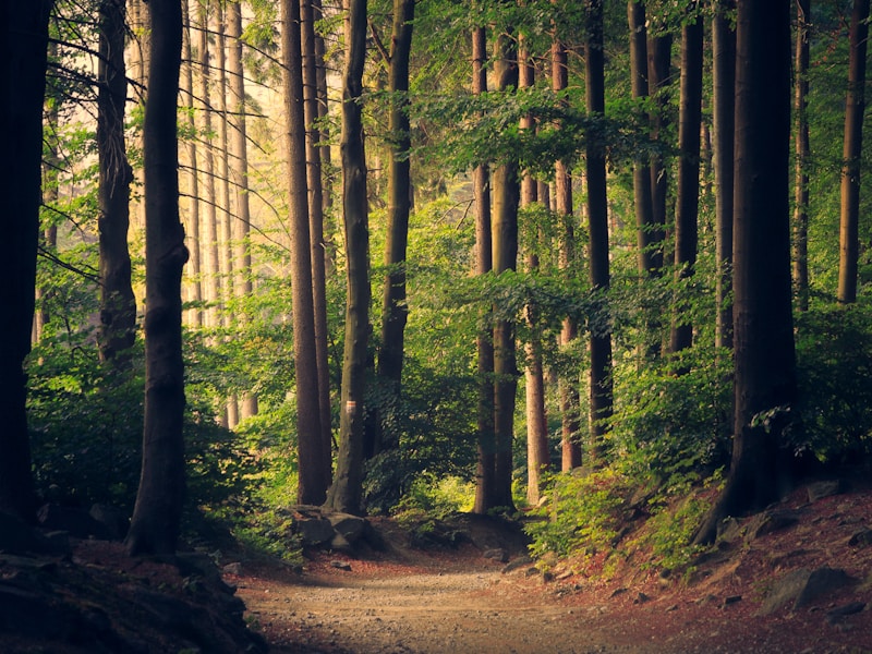 Paisaje de Moravia — bosques de los Cárpatos Blancos